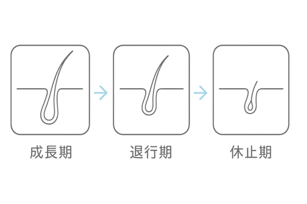 女性の髪が細くなる仕組み|ヘアサイクル(成長期→退行期→休止期)の乱れ