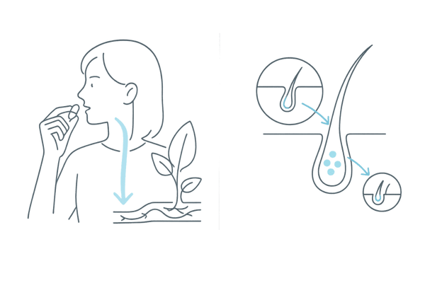 女性の育毛薬|飲み薬と外用薬の違いをひと目で比較(作用経路・目的・特徴)