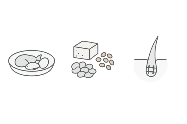 女性の髪質改善に役立つタンパク質とケラチンの関係図(食品アイコンと髪のイラスト)