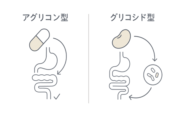 アグリコン型とグリコシド型イソフラボンの吸収率イメージ比較