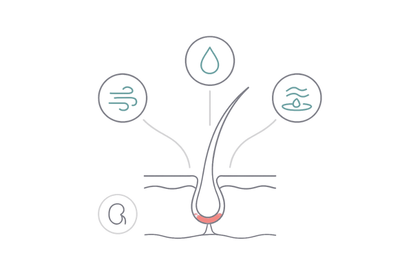 気・血・水と腎が髪に与える影響（毛包イメージ図）