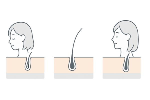 メソセラピーの効果|毛髪サイクルの正常化・発毛促進のイメージ