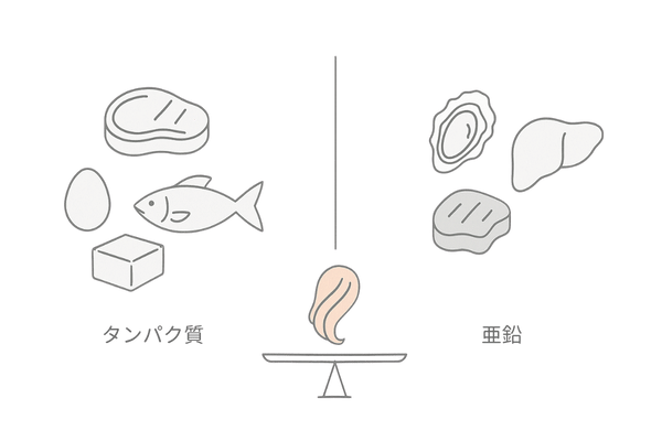 タンパク質と亜鉛が支える女性の髪:二大栄養素のバランス図