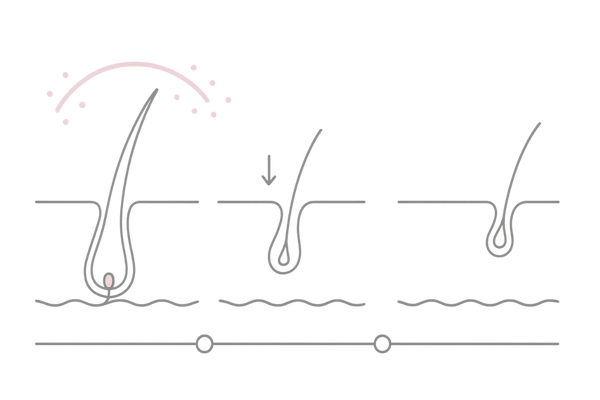 エストロゲンとヘアサイクルの関係タイムライン|成長期を支える女性ホルモンと薄毛予防