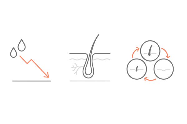 更年期のエストロゲン低下と毛周期の変化|抜け毛の仕組みイラスト