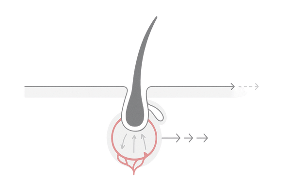 フロジン外用液の血行促進メカニズム図|毛乳頭・毛母細胞への栄養供給イメージ