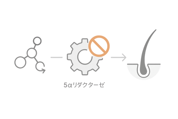 ノコギリヤシがDHT生成を抑制して髪の成長をサポートする仕組み