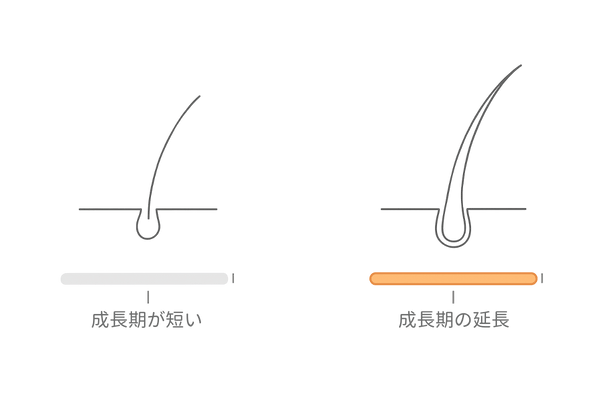 アデノシンによるヘアサイクル成長期延長の図解｜細い髪から太い髪へ