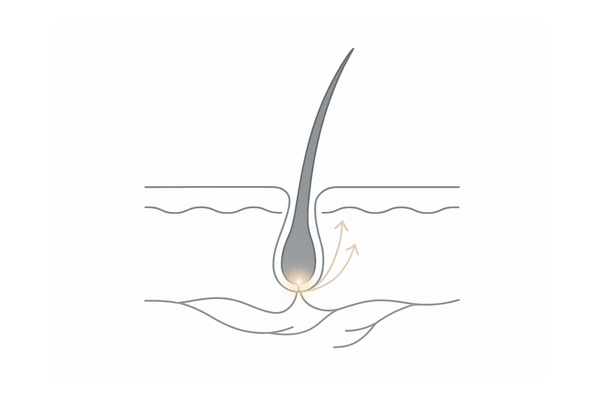 血行促進のイメージ(毛細血管と毛根への栄養供給)