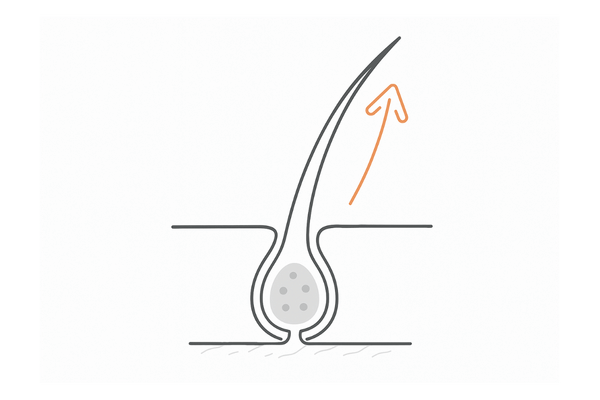 毛母細胞の活性化イメージ(成長を支えるエネルギー)