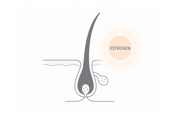 エストロゲンが毛根の成長期を支えるイメージ図