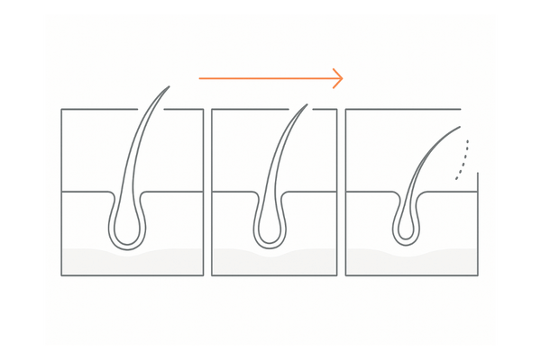 更年期による毛周期の乱れと成長期の短縮を示す3段階イメージ