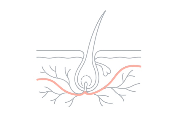 血行促進成分が毛根に栄養を届けるイメージ図（センブリエキス等）