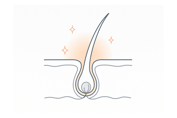毛母細胞を活性化して発毛をサポートするイメージ図