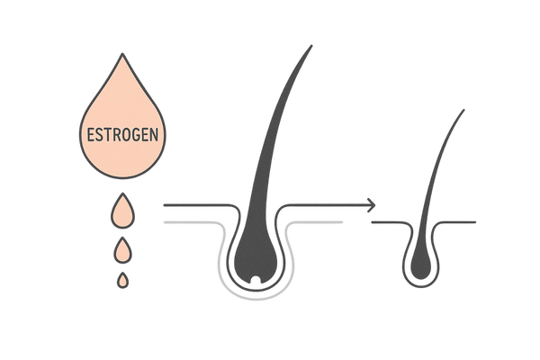 エストロゲン減少が髪の成長期を終わらせるイメージ