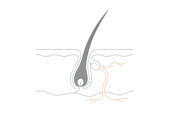 血行不良で毛根に栄養が届きにくい状態