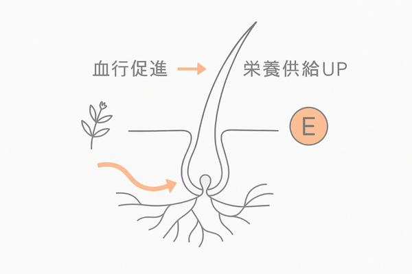 血行促進成分が毛根の血流をサポートする図（センブリエキスなど）