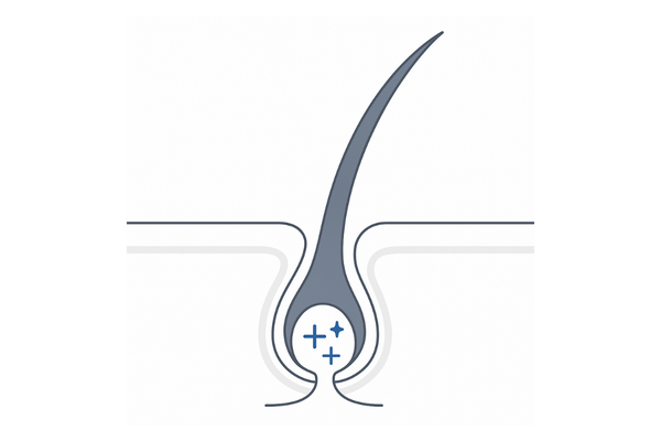 毛母細胞が活性化して新しい髪が育つイメージ（パントテニルエチルエーテル等）