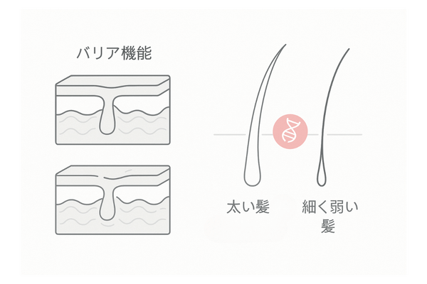 頭皮バリアの強さと髪の太さが遺伝で左右されるイメージ