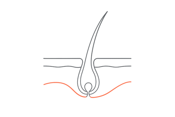 血行促進で毛母細胞を活性化するイメージ（毛根と血流の断面図）