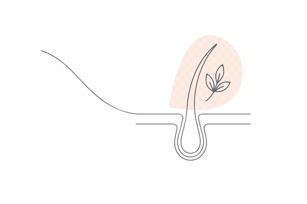 更年期の頭皮をエイジングケア成分で支えるイメージ