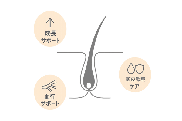 生え際の薄毛に重要な育毛成分3分類のイメージ図