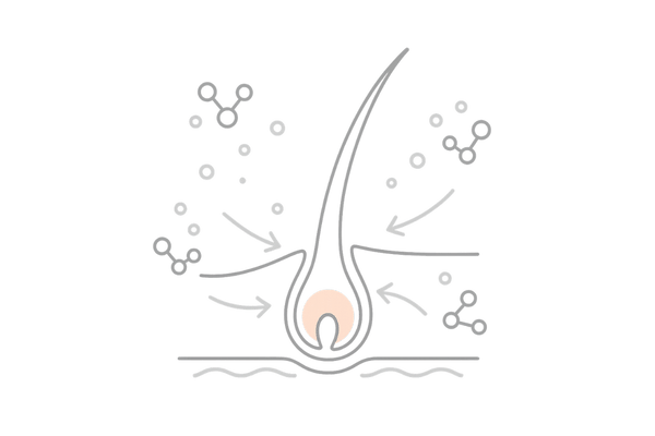 ペプチドが毛母細胞を活性化し成長サイクルを整えるイメージ