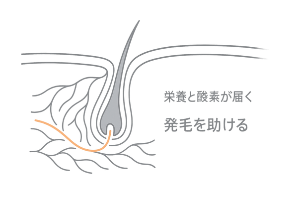 血行促進成分で毛乳頭に栄養が届くイメージ（生え際の血流サポート）