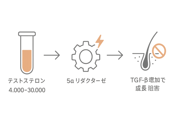 AGA発症メカニズム(テストステロン→DHT→TGF-β増加)