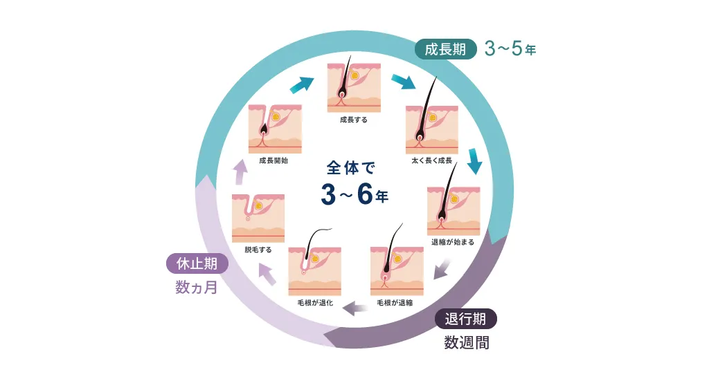 毛髪の成長サイクル