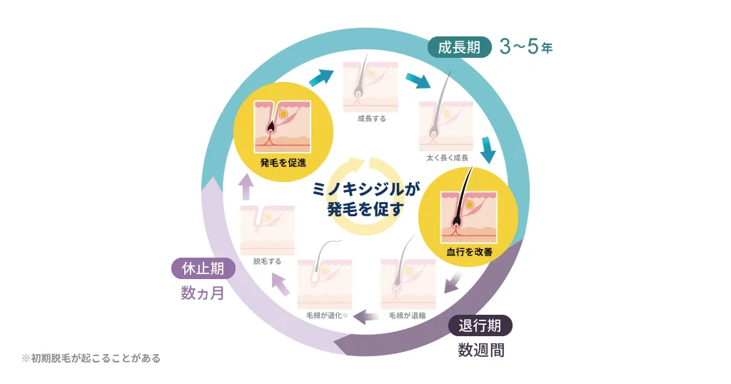 毛ミノキシジル配合薬の使用開始からの経過